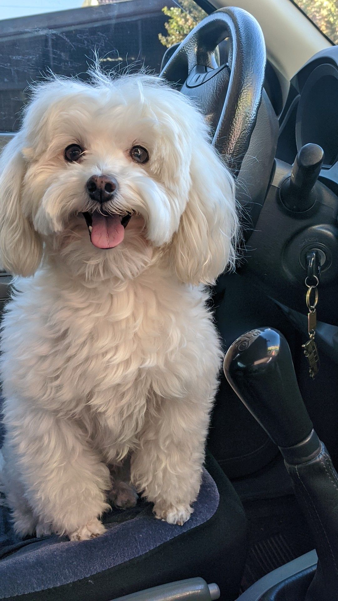 Guante Saca Pelos y Pelusas para Mascotas